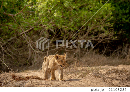 Lion cub walking in the sand in Kruger. Lion cub walking in the sand in Kruger. 91103285