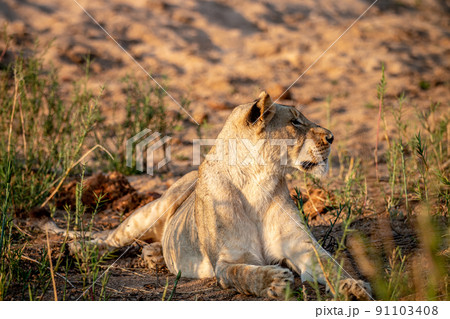 Lioness laying in the sand in the Kruger. 91103408