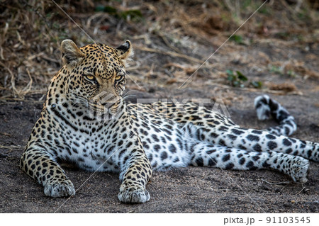 Leopard laying in the sand and relaxing. Leopard laying in the sand and relaxing. 91103545