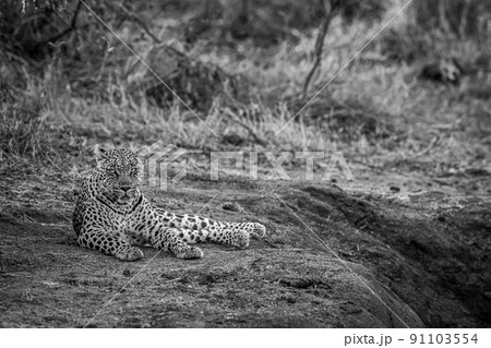 Leopard laying in the sand and relaxing. Leopard laying in the sand and relaxing. 91103554
