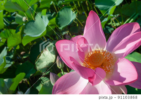 Lotus flower with pink petal close up Lotus flower with pink petal close up 91103868
