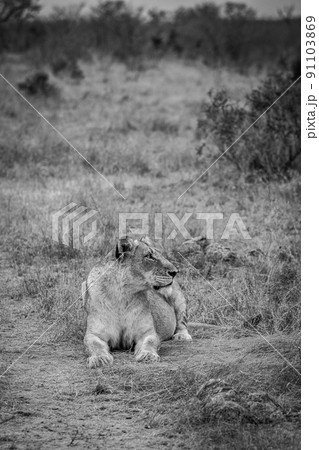 Lioness laying in the African savanna. 91103869