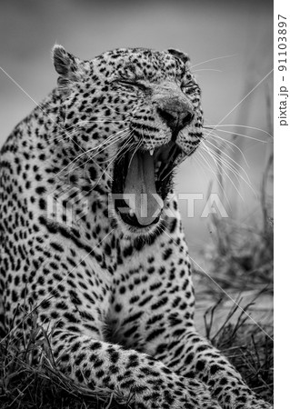 Close up of a big male Leopard. 91103897
