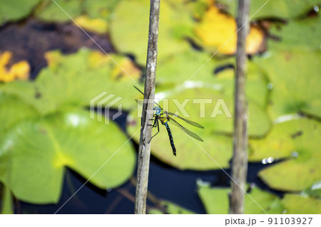 池の枯れ草にとまっているオスのクロスジギンヤンマ 池の枯れ草にとまっているオスのクロスジギンヤンマ 91103927