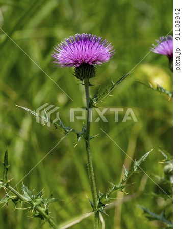 野アザミの花 野アザミの花 91103942