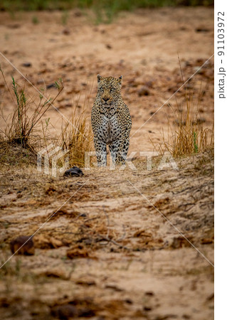 Big male Leopard walking towards the camera. Big male Leopard walking towards the camera. 91103972