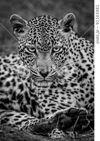 Close up of a female Leopard in the Kruger. Close up of a female Leopard in the Kruger. 91103981