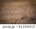 African wild cat laying down in the grass. 91104015