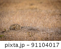African wild cat laying down in the grass. 91104017