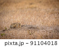 African wild cat laying down in the grass. 91104018