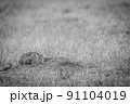 African wild cat laying down in the grass. 91104019
