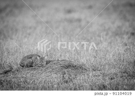 African wild cat laying down in the grass. African wild cat laying down in the grass. 91104019