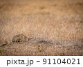 African wild cat laying down in the grass. 91104021