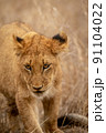 Close up of a Lion's cub head. 91104022