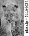 Close up of a Lion's cub head. 91104024