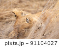 Close up of a Lion's cub head. 91104027