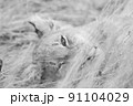 Close up of a Lion's cub head. 91104029