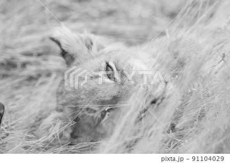 Close up of a Lion's cub head. 91104029