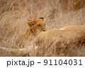 Lion cub suckling from his mother. 91104031