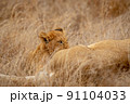 Lion cub suckling from his mother. 91104033
