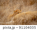 Lion cub suckling from his mother. 91104035
