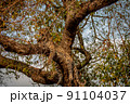 Leopard laying in a tree in the Kruger. 91104037