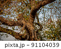 Leopard laying in a tree in the Kruger. 91104039