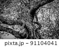 Leopard laying in a tree in the Kruger. 91104041