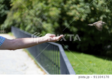 Sparrow. Bird. Brown sparrow flying and eating from the hand of a person in a park in Madrid, in Spain. Horizontal photography. 91104170