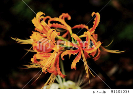 ヒガンバナ 曼珠沙華  91105053