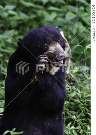 マレーシアやタイの国立公園のジャングルに住む、愛きょうのあるマレーグマ マレーシアやタイの国立公園のジャングルに住む、愛きょうのあるマレーグマ 91105214