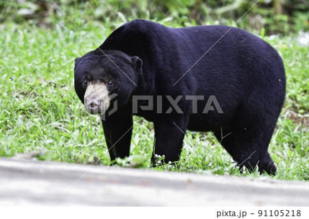 マレーシアやタイの国立公園のジャングルに住む、愛きょうのあるマレーグマ マレーシアやタイの国立公園のジャングルに住む、愛きょうのあるマレーグマ 91105218
