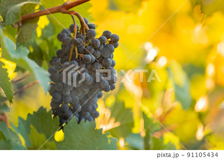 Red grapes (vitis vinifera) ready to be harvested. 91105434