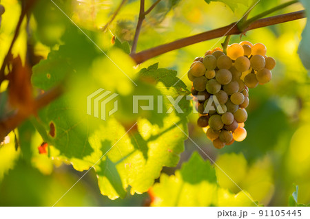 White grapes (vitis vinifera) ready to be harvested. White grapes (vitis vinifera) ready to be harvested. 91105445