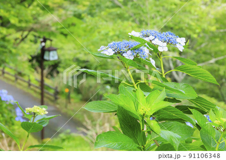 世界遺産吉野山の新緑と七曲坂に咲く満開の紫陽花 世界遺産吉野山の新緑と七曲坂に咲く満開の紫陽花 91106348