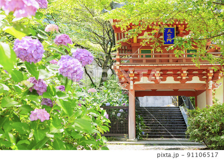壺阪寺の新緑と満開の紫陽花 壺阪寺の新緑と満開の紫陽花 91106517
