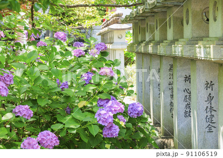 壺阪寺の新緑と満開の紫陽花 壺阪寺の新緑と満開の紫陽花 91106519