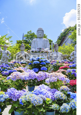 壺阪寺の新緑と満開の紫陽花 91106539