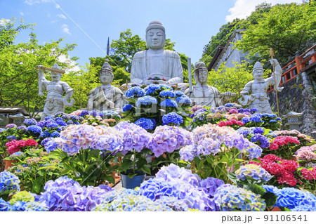 壺阪寺の新緑と満開の紫陽花 壺阪寺の新緑と満開の紫陽花 91106541