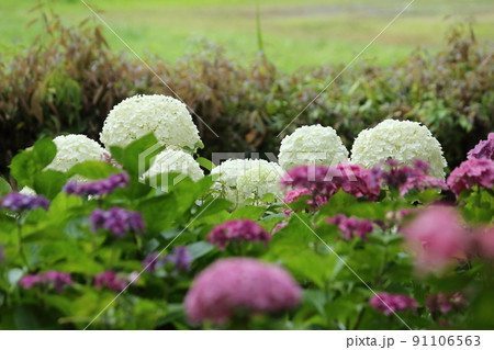 大きな白い紫陽花 大きな白い紫陽花 91106563