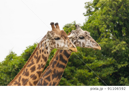 マサイキリン 動物園の人気者 マサイキリン 動物園の人気者 91106592