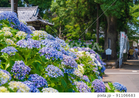 音楽寺、満開のあじさい〈愛知県江南市〉 91106683