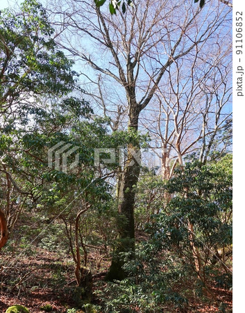 天城山原生林の木々 天城山原生林の木々 91106852