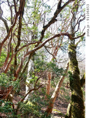 天城山原生林の木々 天城山原生林の木々 91106853