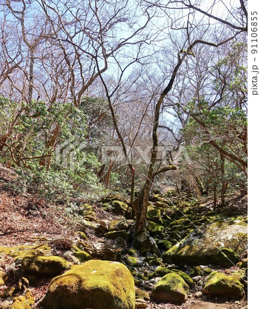 天城山原生林の岩と木々 91106855