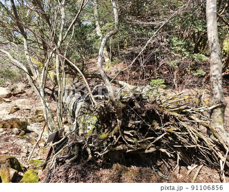 天城山原生林の倒木 91106856