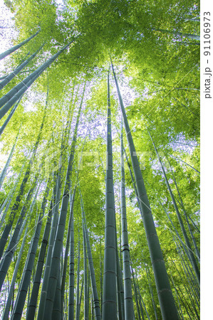 日本の竹林の風景　青みが強い竹の林の中でまっすぐ伸びている竹を見上げる 91106973