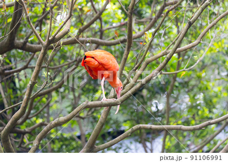 ショウジョウトキ　 91106991