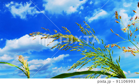 青空とセイバンモロコシのある風景 91106993