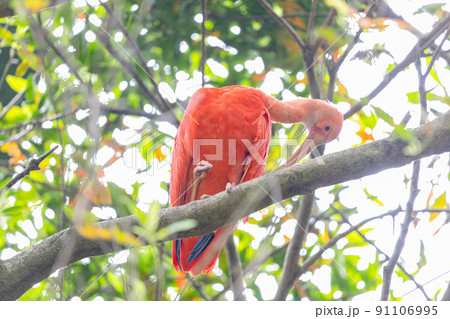 ショウジョウトキ ショウジョウトキ 91106995